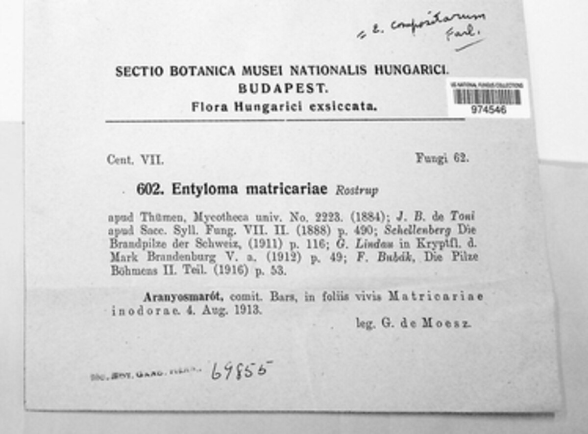 Entyloma matricariae image